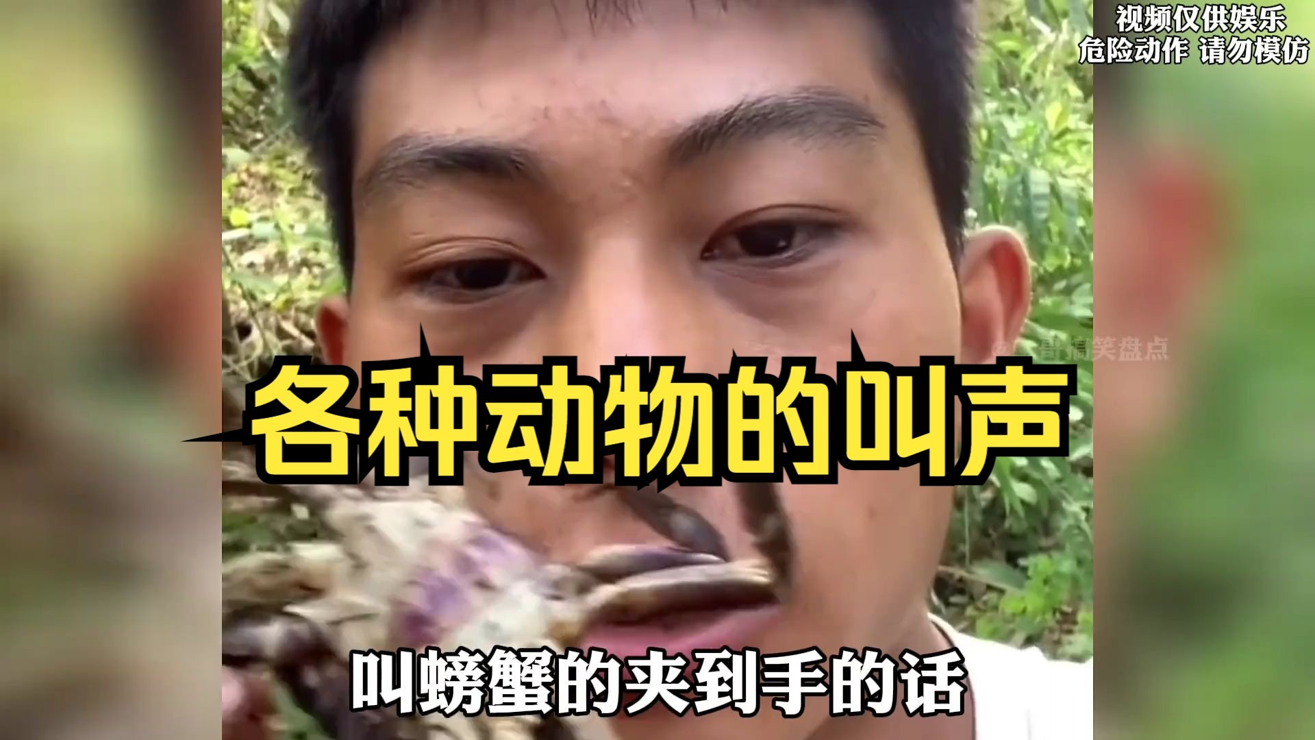 盘点各种可爱的叫声，万物皆可叫！ #倒霉蛋