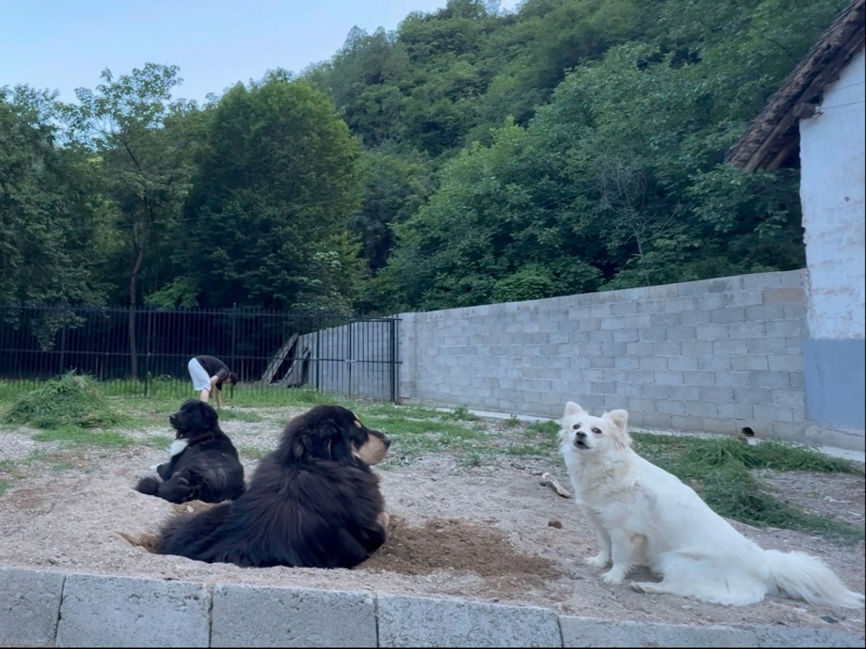 挥汗如雨除草忙，萌犬追影戏斜阳。三五天后一场雨，一看草又半米