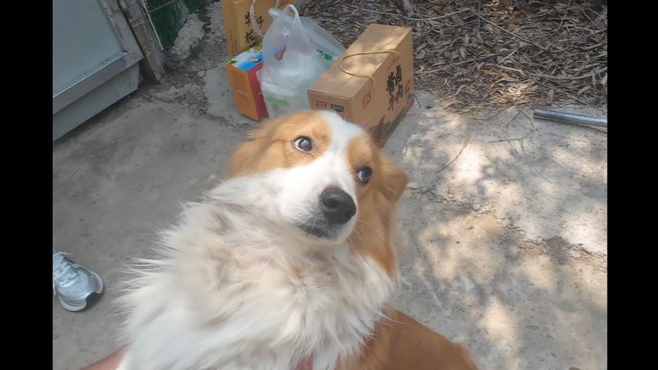 成天坐门口等主人的小柯基，主人终于来接它了，再也不用坐门口等