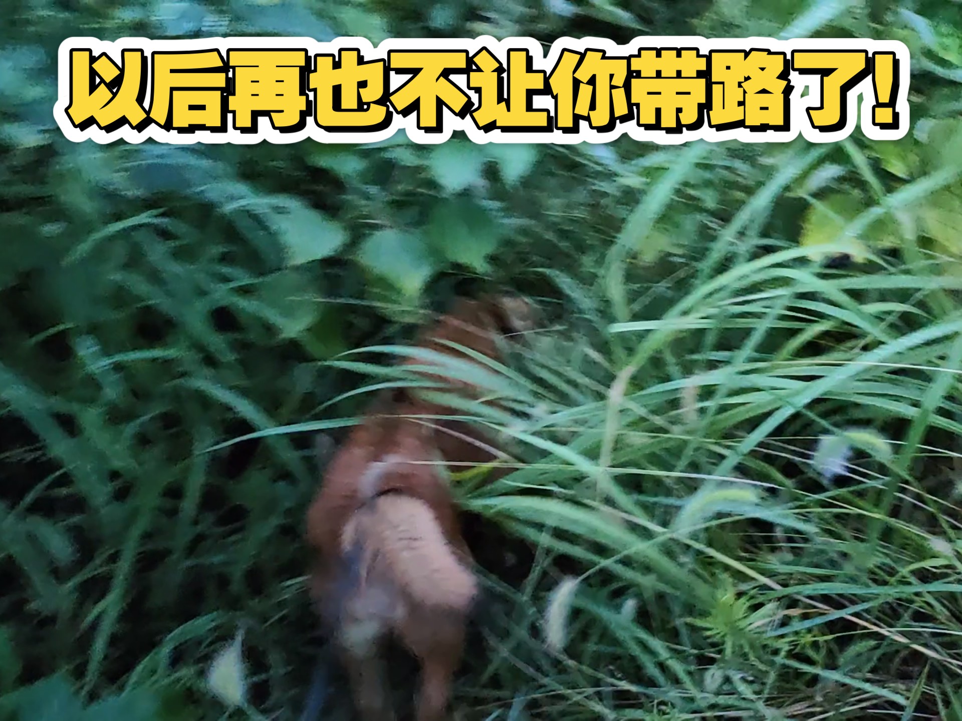 带路的！你们狗走的路，我人走不了啊