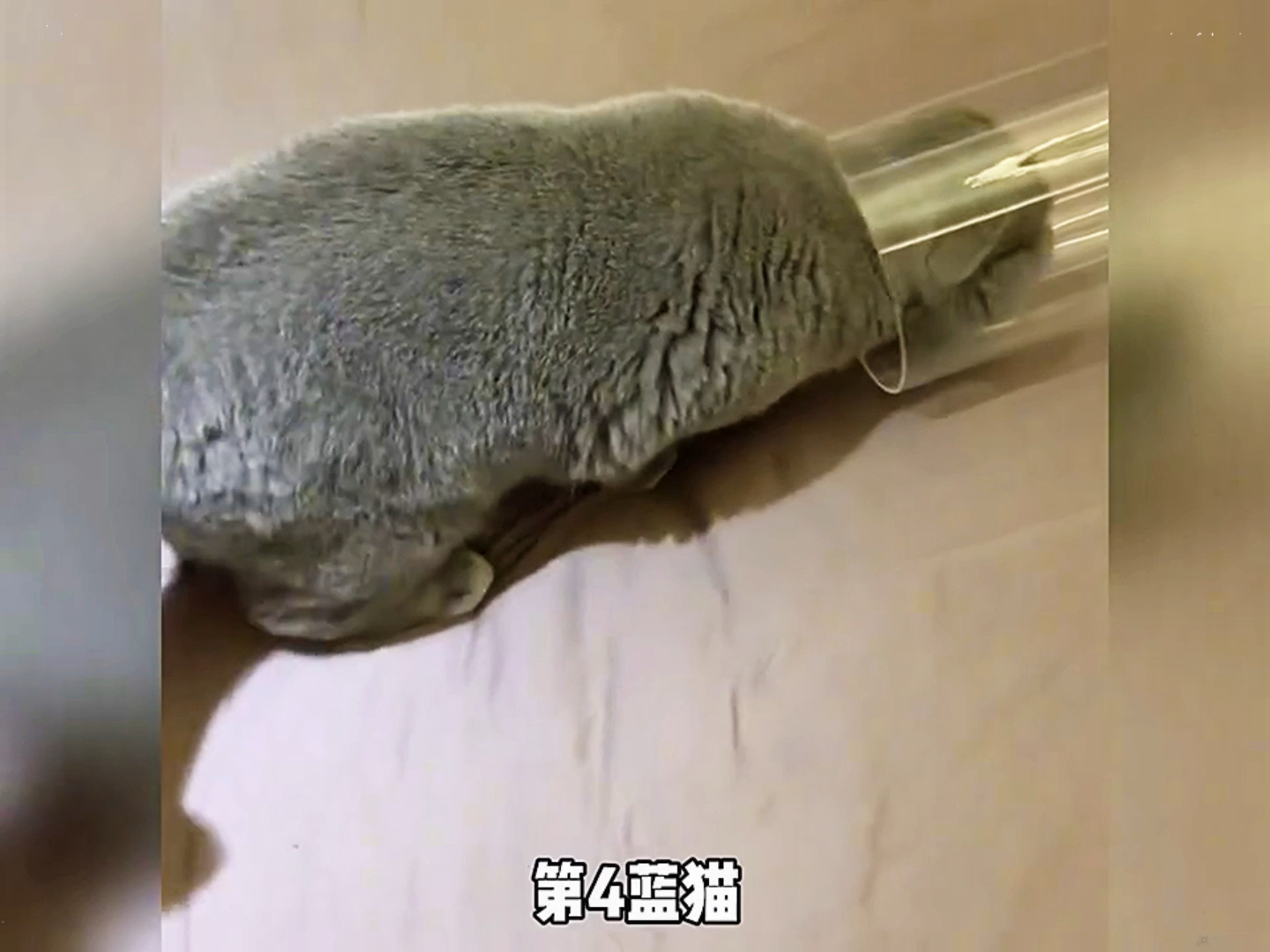 #萌宠推荐官#萌宠来袭