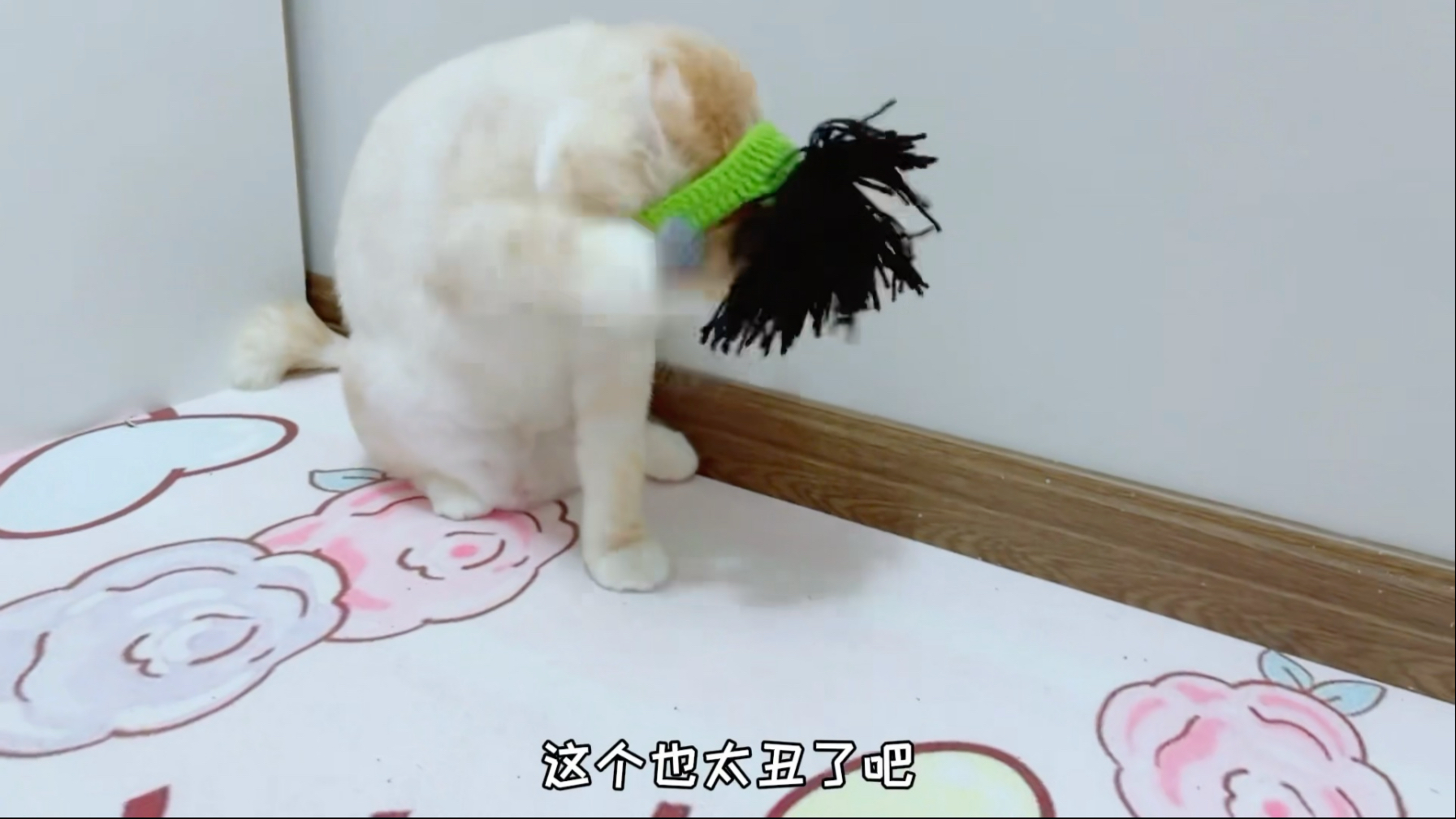 艾米给猫弟买了个帽子猫弟戴上就气的打艾米，啥帽子这么丑，哈哈