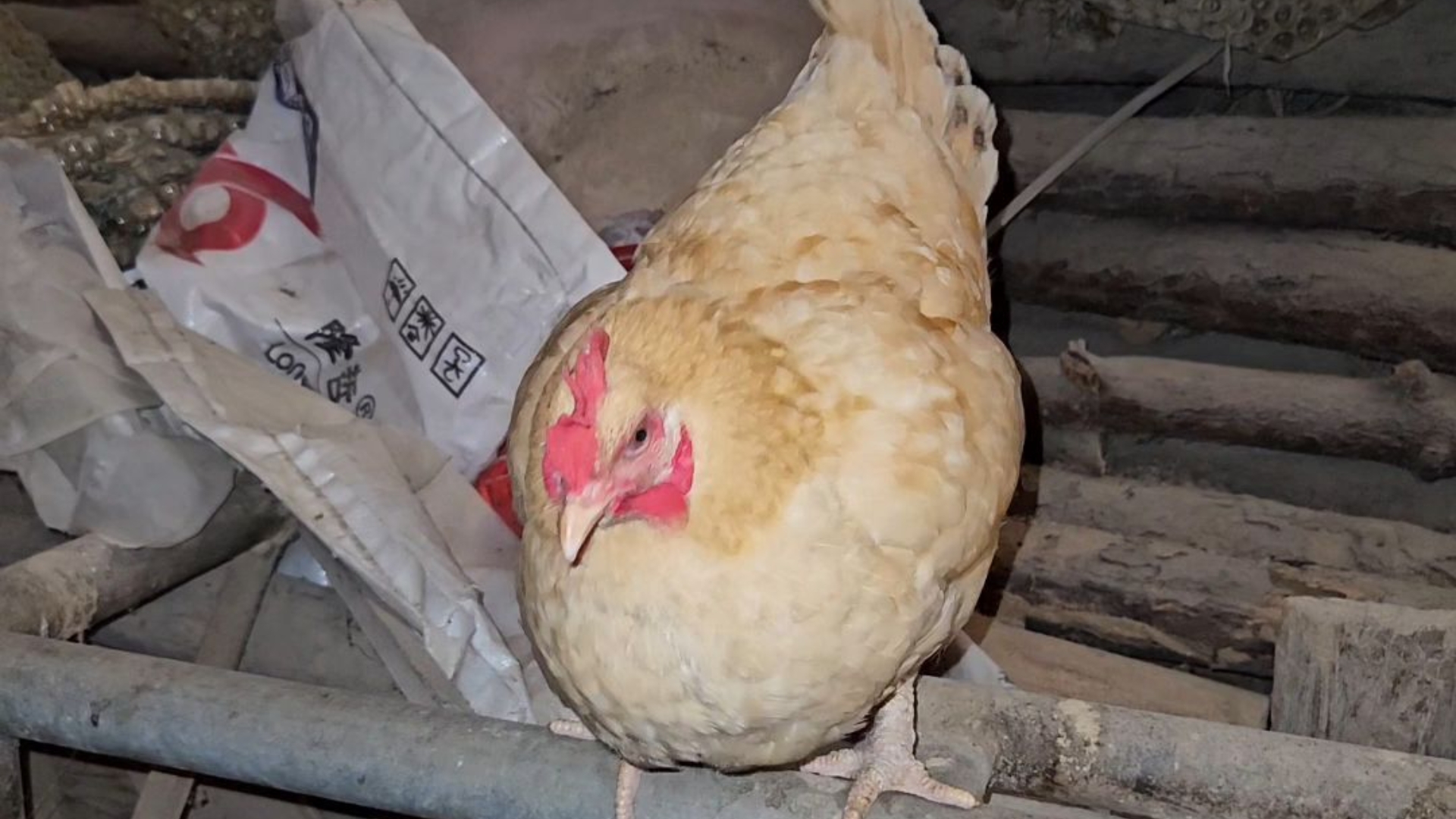 可爱的小抱窝鸡出来溜达