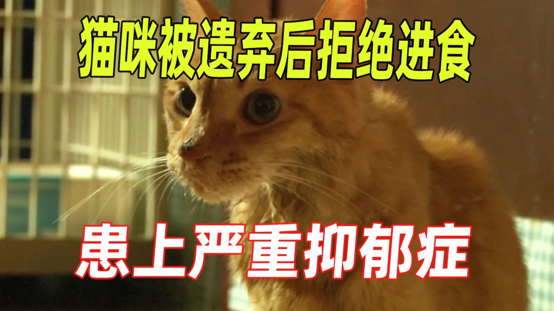 猫咪被主人遗弃后患上抑郁症，整整三个月拒绝进食，原因让人泪目