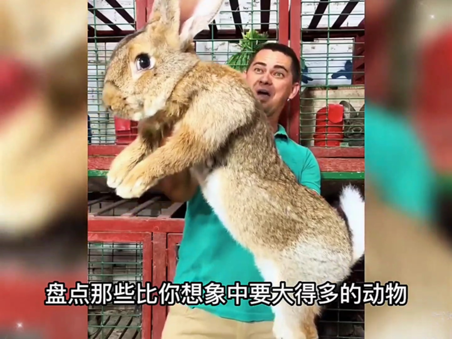 盘点比你想象中大得多的动物，这马都快赶上大象大了！