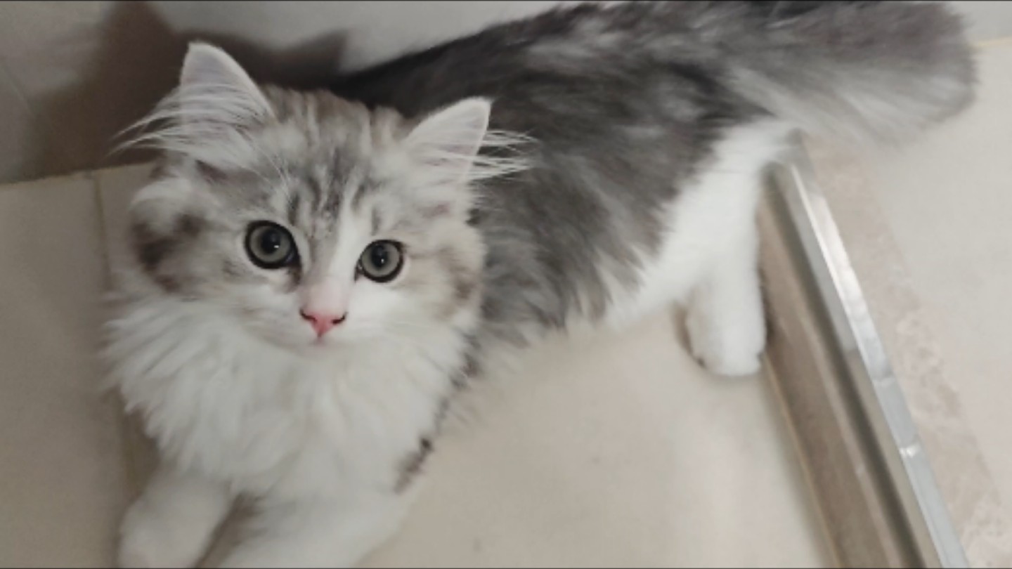来听，小猫发动机