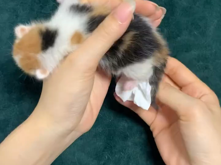 第七天的小七，喂奶日常#小奶猫 #小奶猫的成长日记 #我镜头下