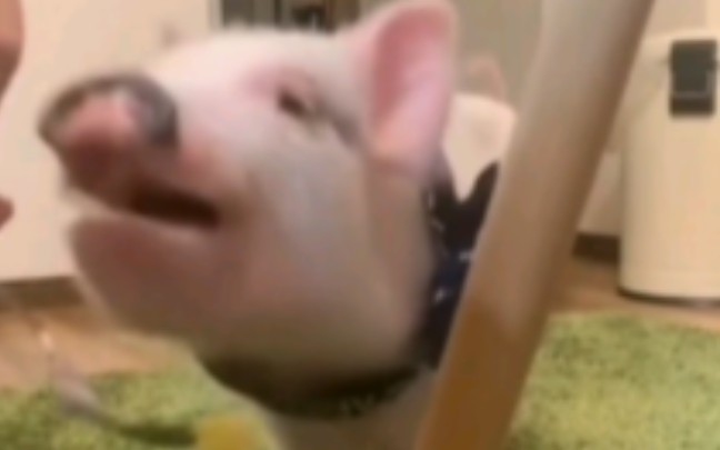 猪猪深，一口闷