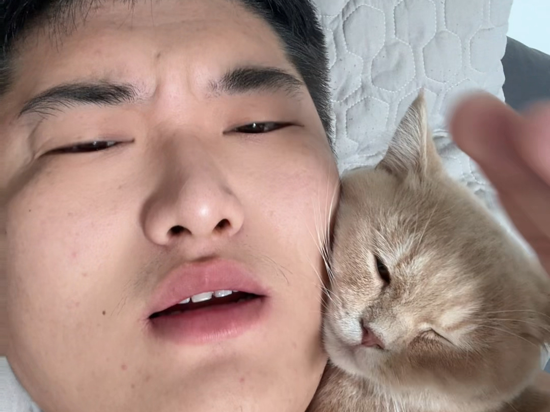 关于我养的几十只流浪猫（建议倍速观看，时间有点长）