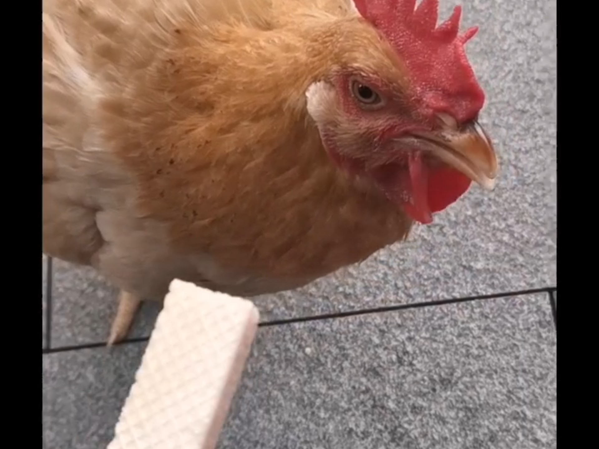 买了草莓味的威化给小鸡尝尝(ღ˘⌣˘ღ)好热小鸡在补水…