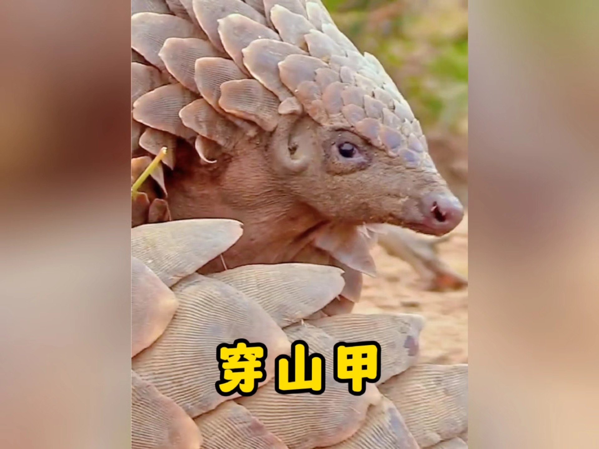 穿山甲真的能穿山吗？如果不能，那它为什么要叫穿山甲呢？