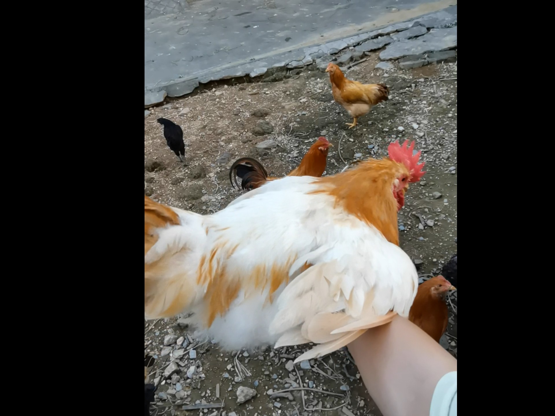 小公鸡放妈妈家鸡圈，它离家出走，给换了个鸡圈
