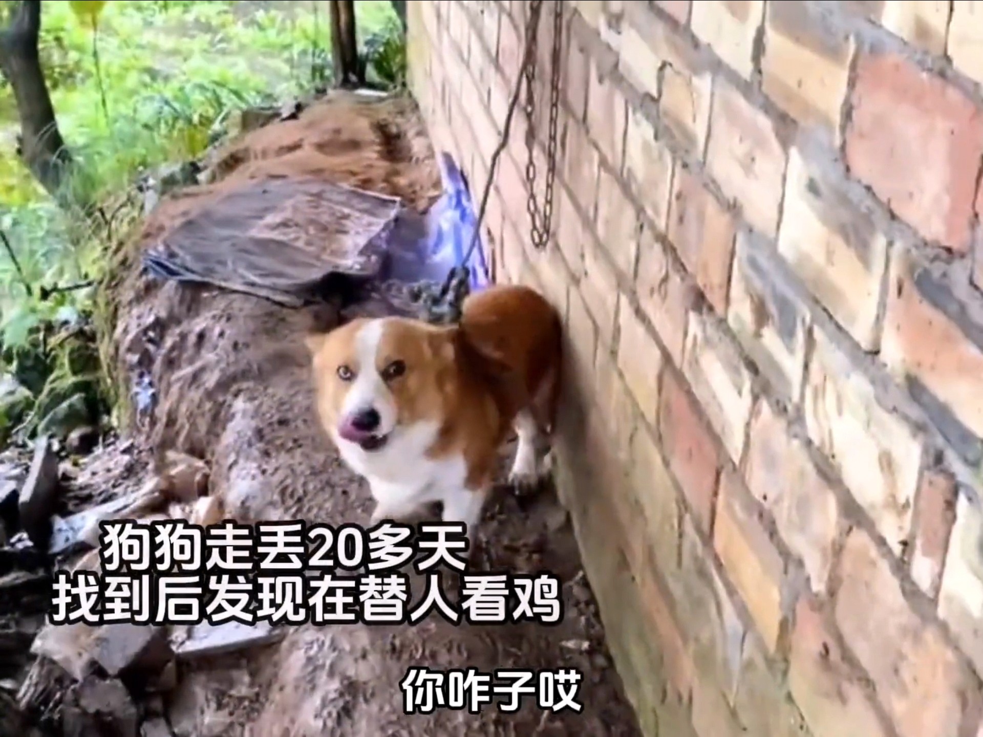 “那些失而复得的狗狗，一定要珍惜啊 ”