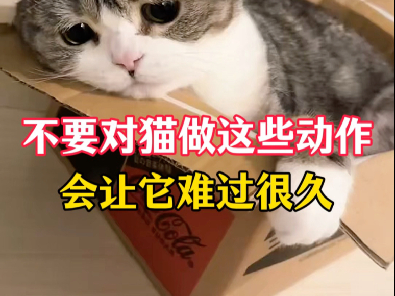 不要对猫做这些动作，会让它难过很久