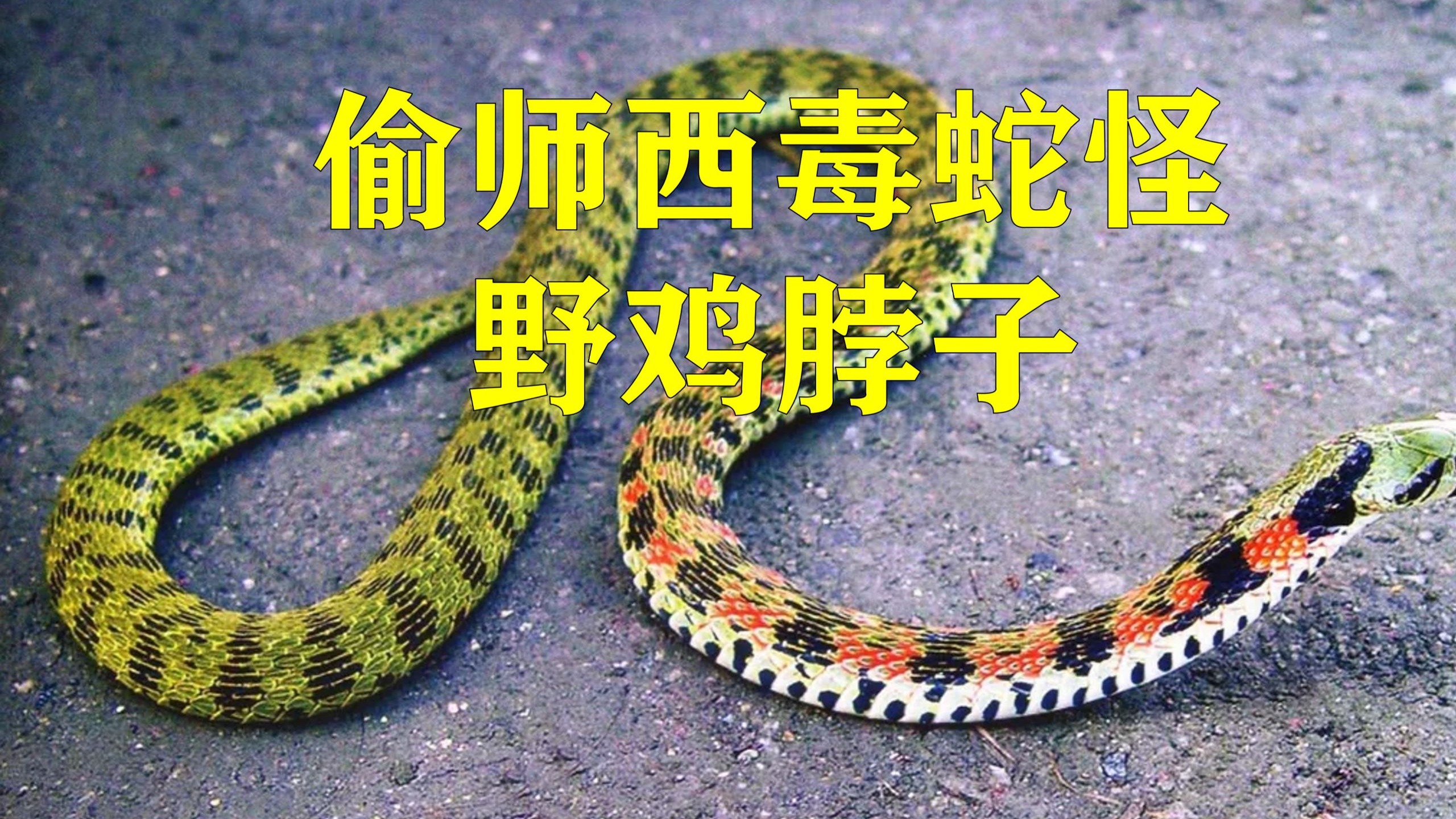 偷师西毒的蛇怪：野鸡脖子