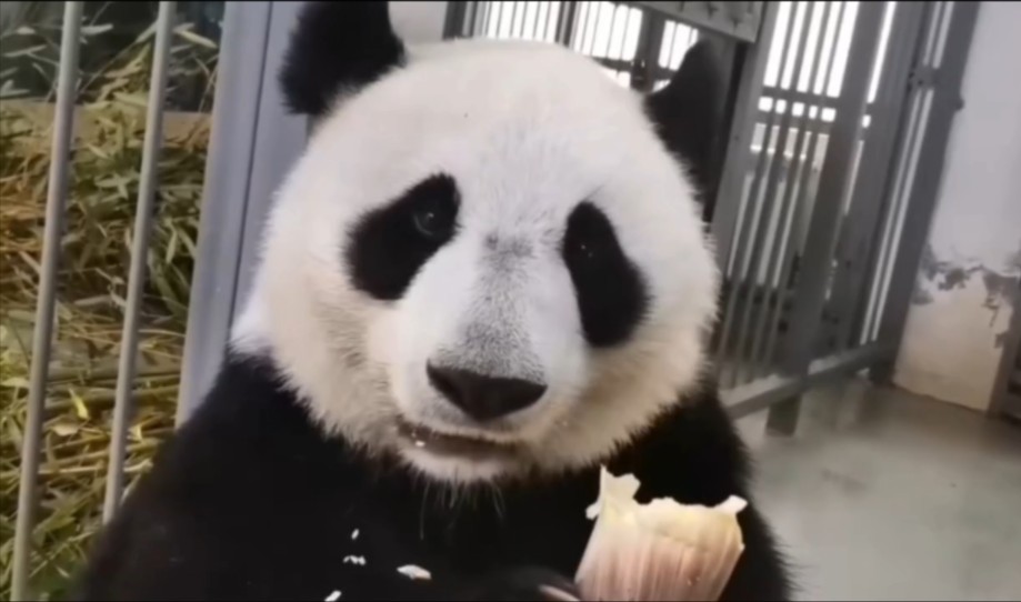 美丽的海丁丁女士八岁啦！生日快乐漂亮的小姑娘❤️