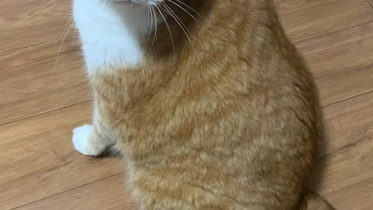 大橘猫开始营业