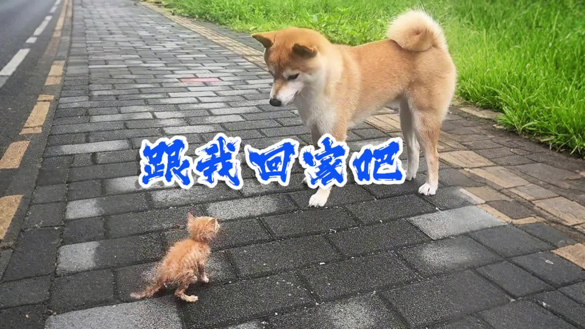 我遛狗时心软捡了1只“落汤猫”，结果它霸我狗、占我床、抢我