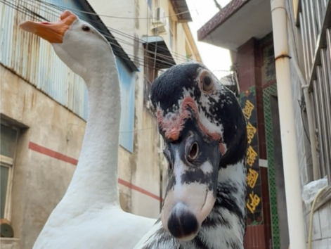 凶凶的番鸭也怕大鹅，被大鹅的气势压制成怂包。一副敢怒不敢言