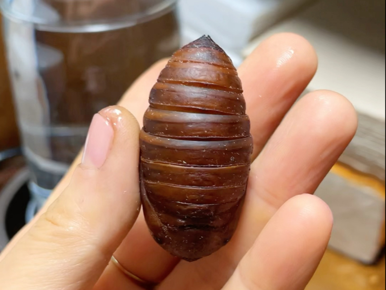 吃空一只大蚕蛹