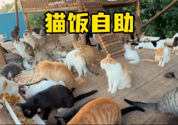 暴雨又晴天 给猫猫们做个猫饭自助餐