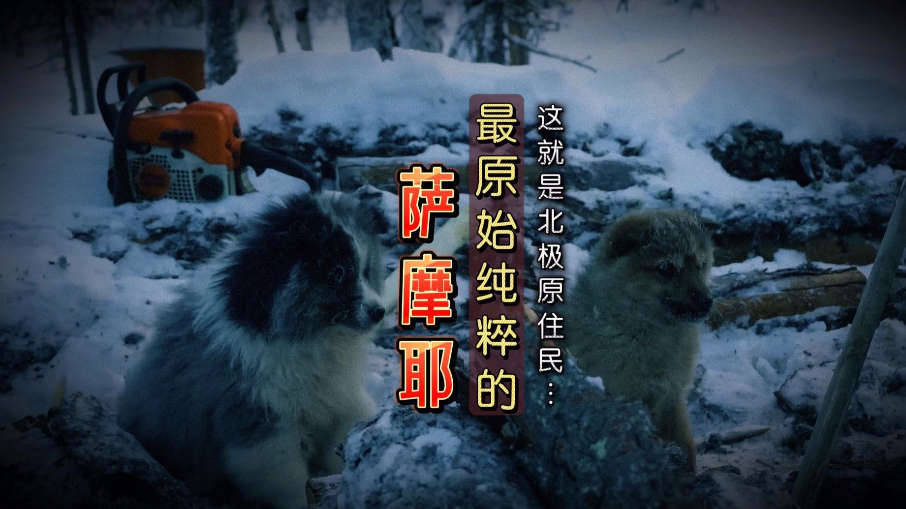 来！这就是萨摩耶的故乡，北极原住民的最原始、最纯粹的萨摩耶犬