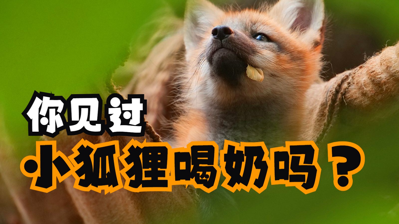 你见过小狐狸喝奶吗