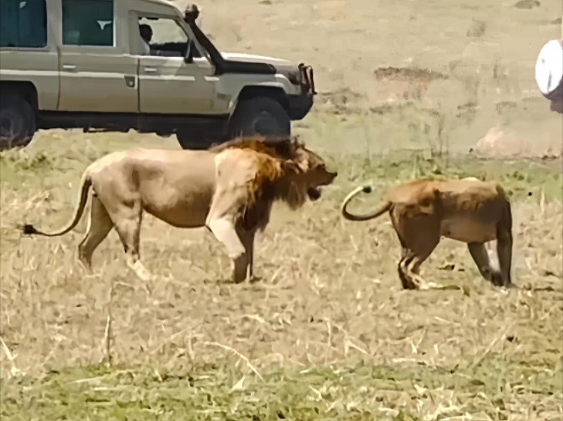 荣嘉大公子金刚约会，对比母狮体型优秀，不到4岁体重已是大雄狮