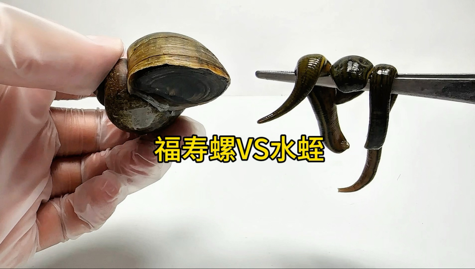 把三条水蛭同时放进一只福寿螺中会怎样！