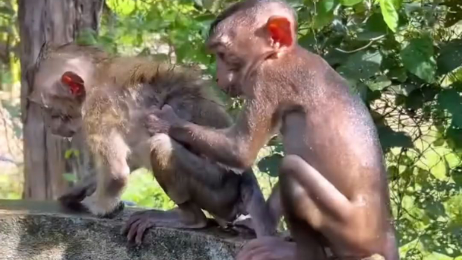 两只膏药猴的救赎