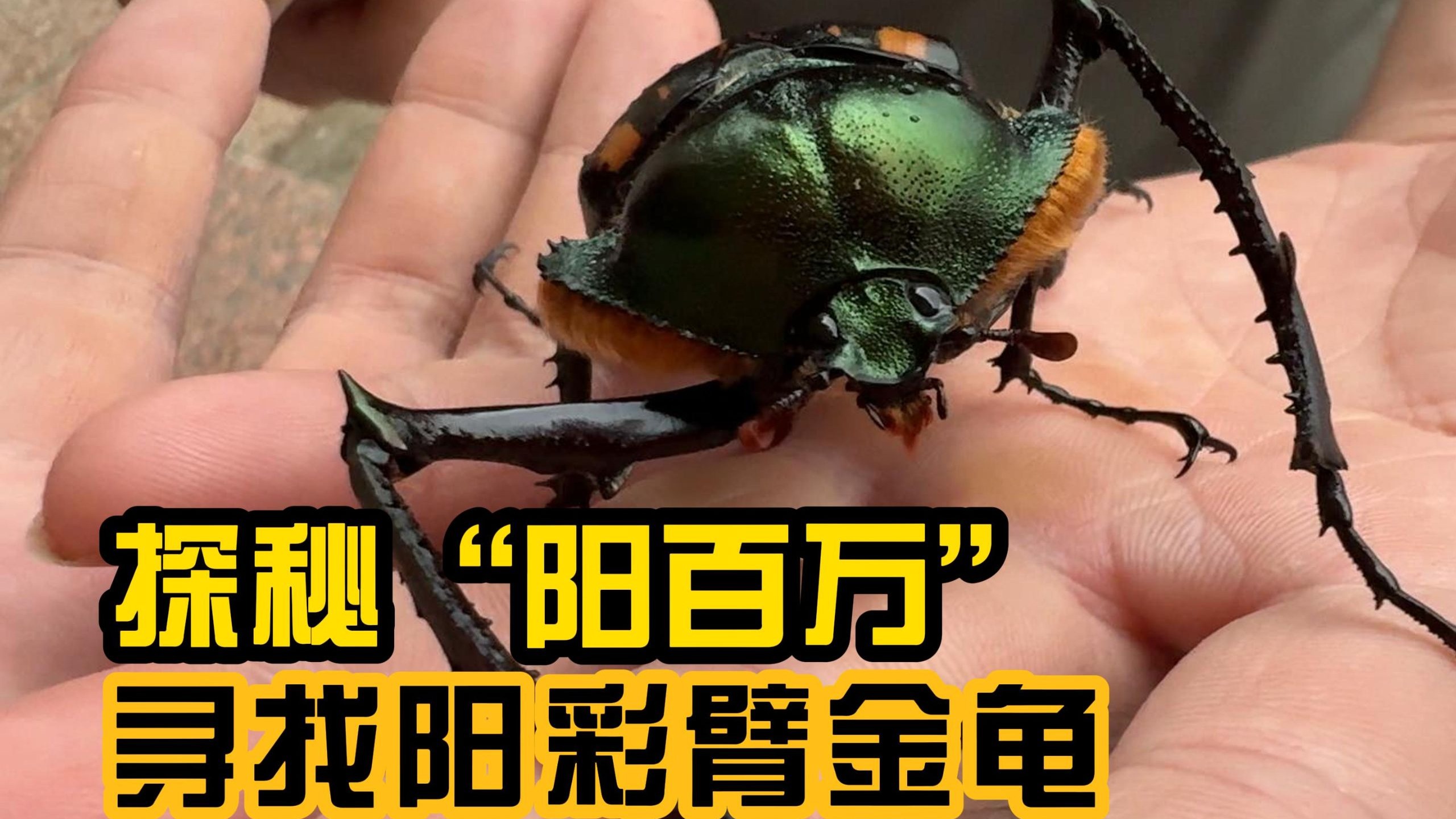 价值58万的鹿角天牛真的存在吗？探秘神奇的甲虫世界！