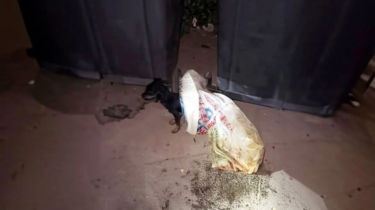 被当垃圾扔！小黑狗从绝望到被宠爱…