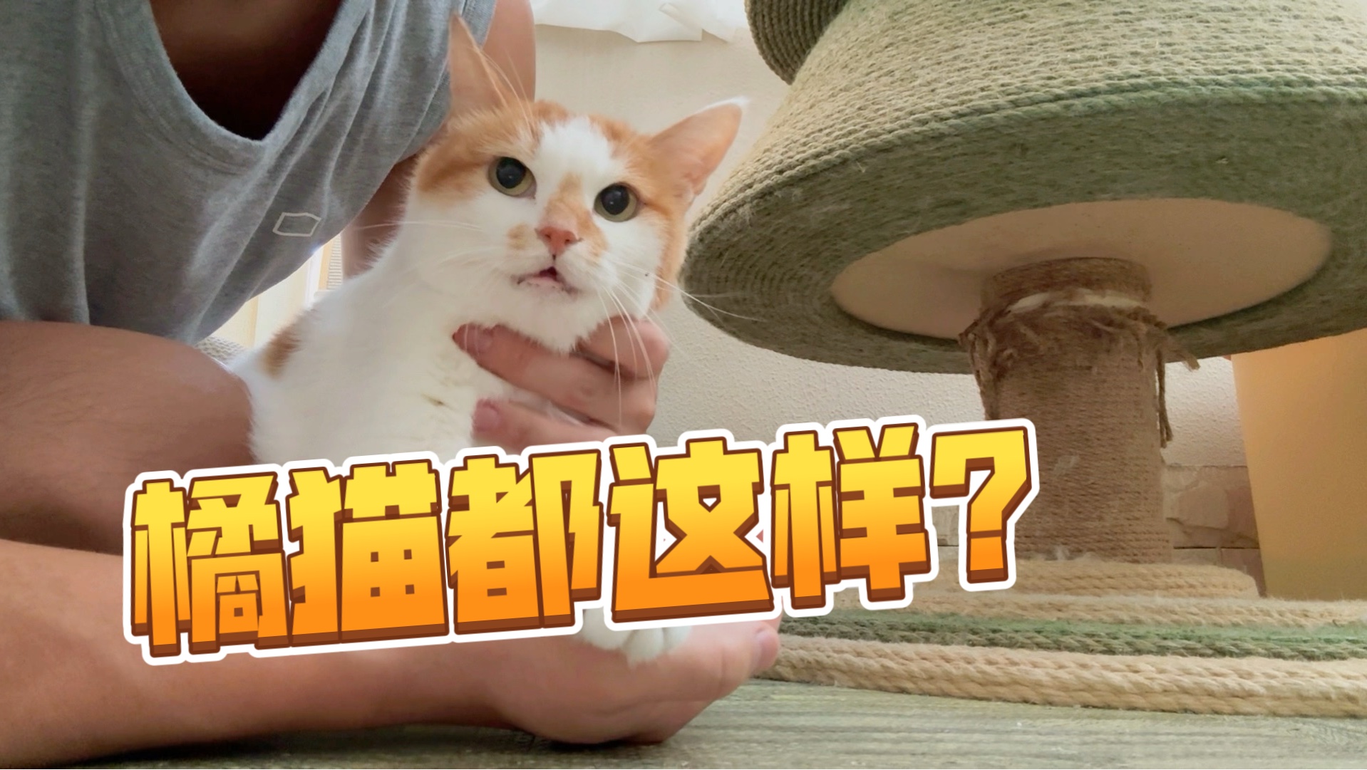 橘猫都这样吗？我家这只一天天神经兮兮的