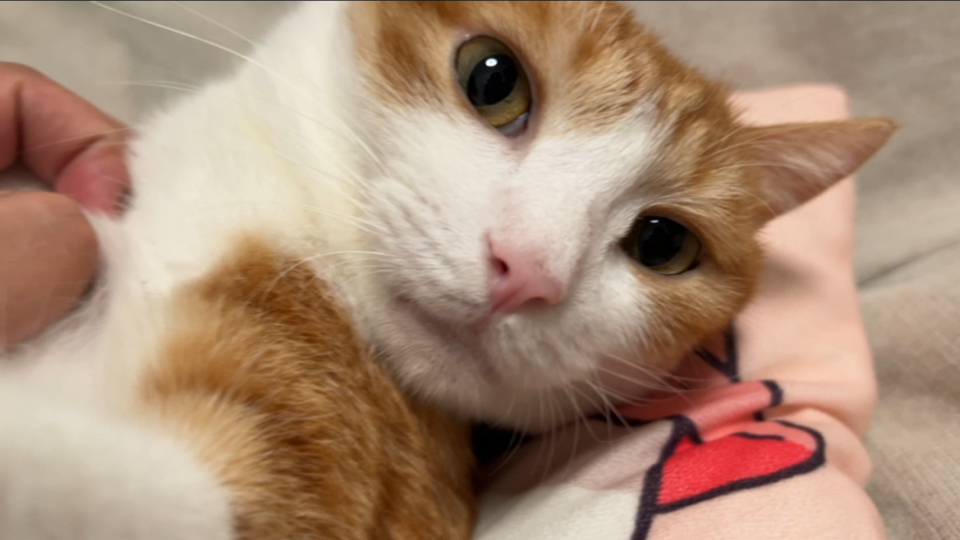 只要我不给钱就不算piao… 猫：白嫖不是嫖？