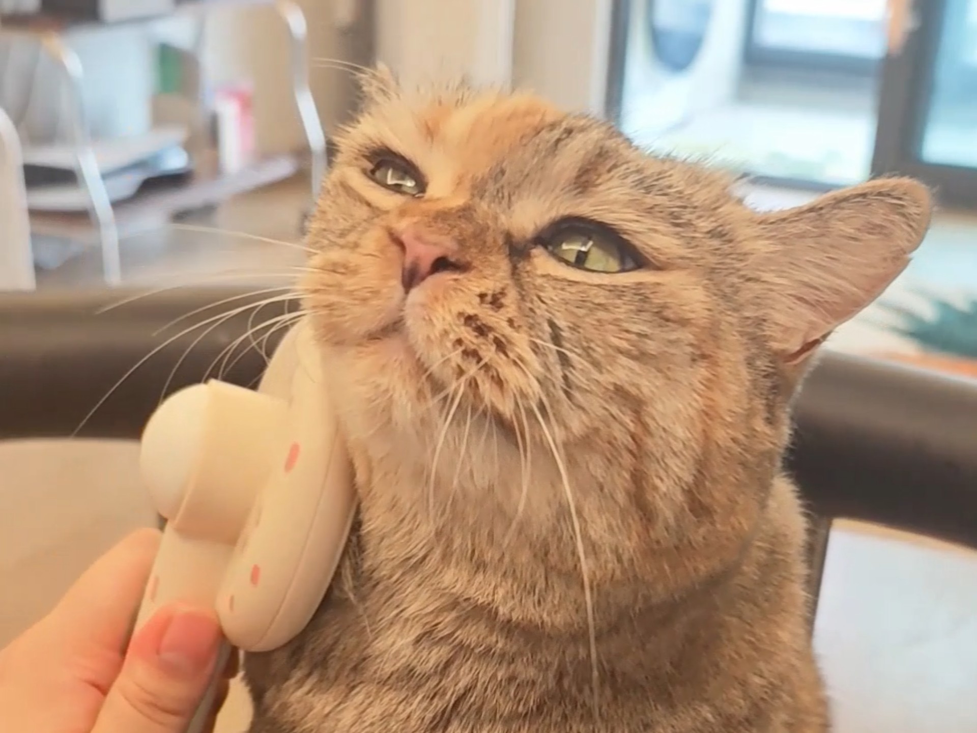 这个好梳糊喵……