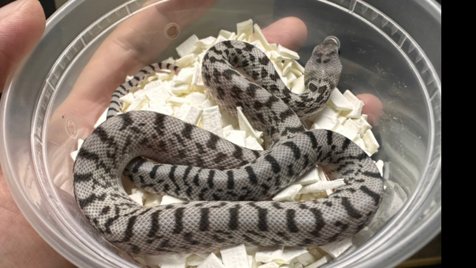 【牛蛇】牛蛇为什么会摇头