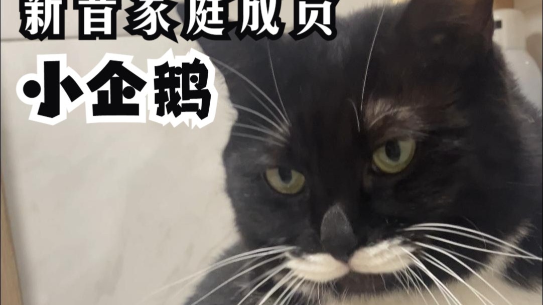 某猫竟然强买强卖