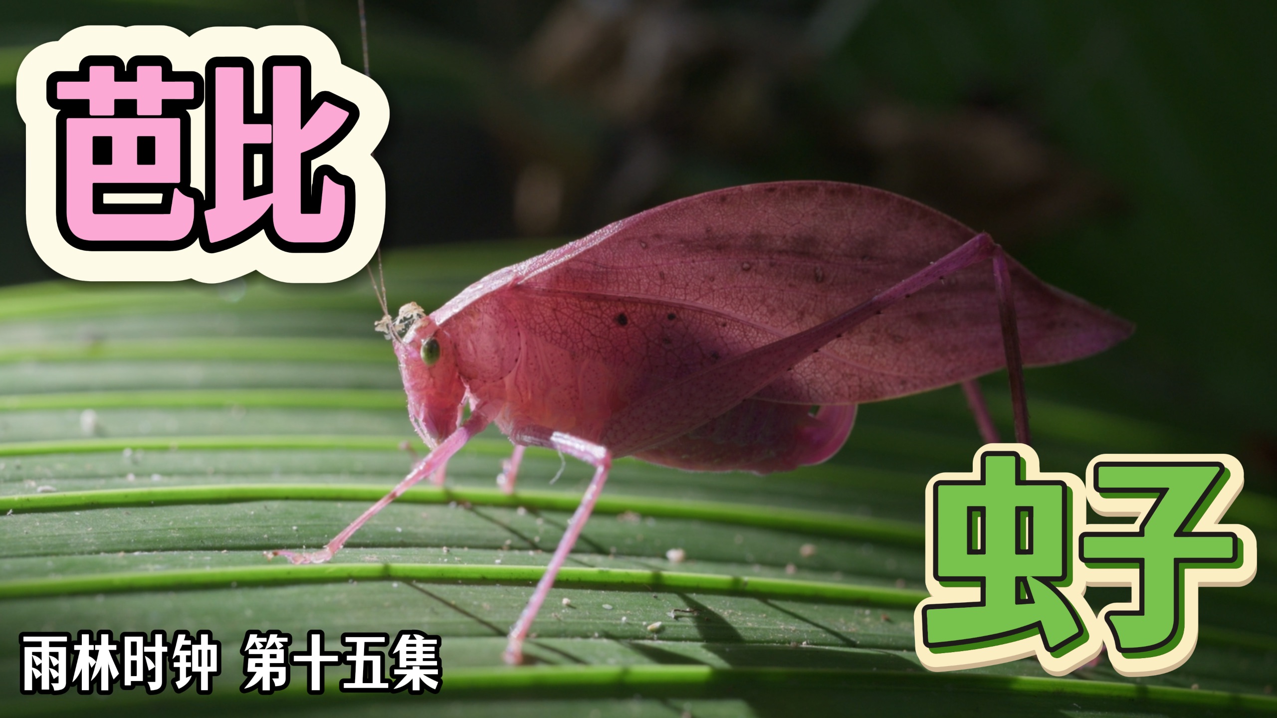 【雨林时钟】15 怀疑是AI！这螽斯为什么是粉色的啊？！