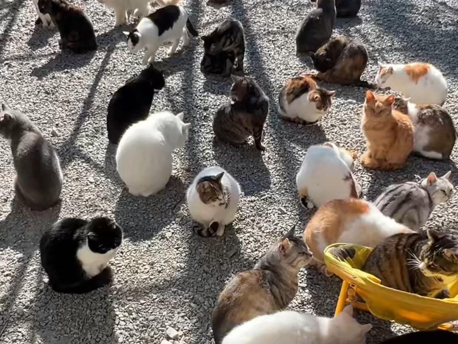 糗糗庄园毛孩子们的夏与冬