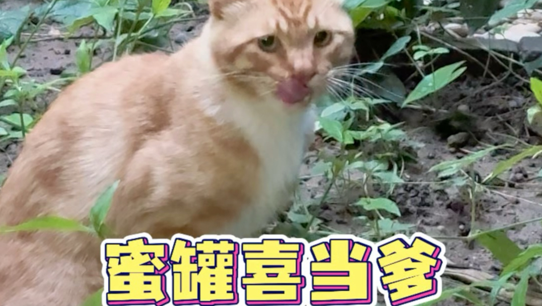 经常喂的小母猫好像要当妈妈了！