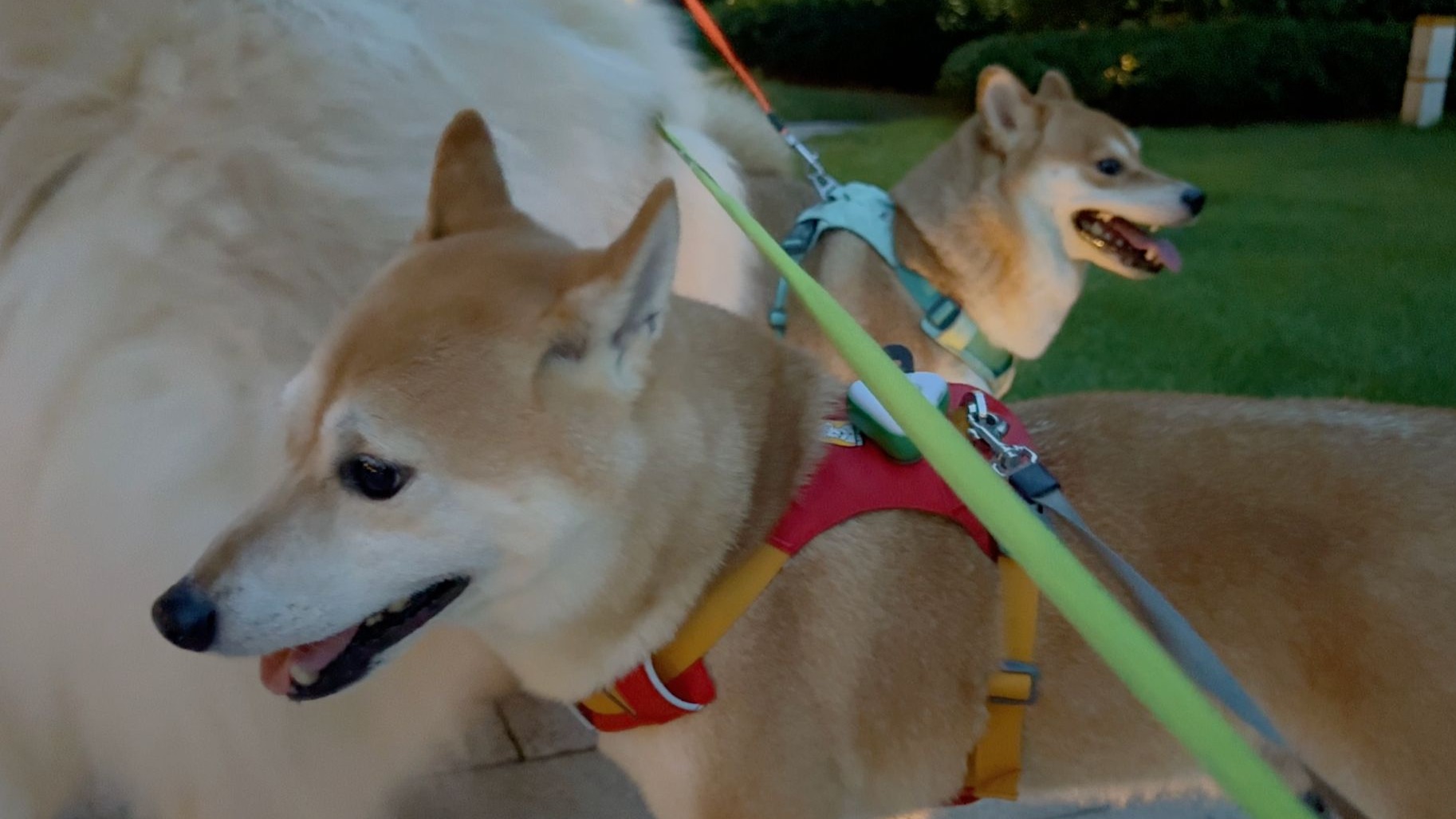 柴犬有个好朋狗，真不容易啊！