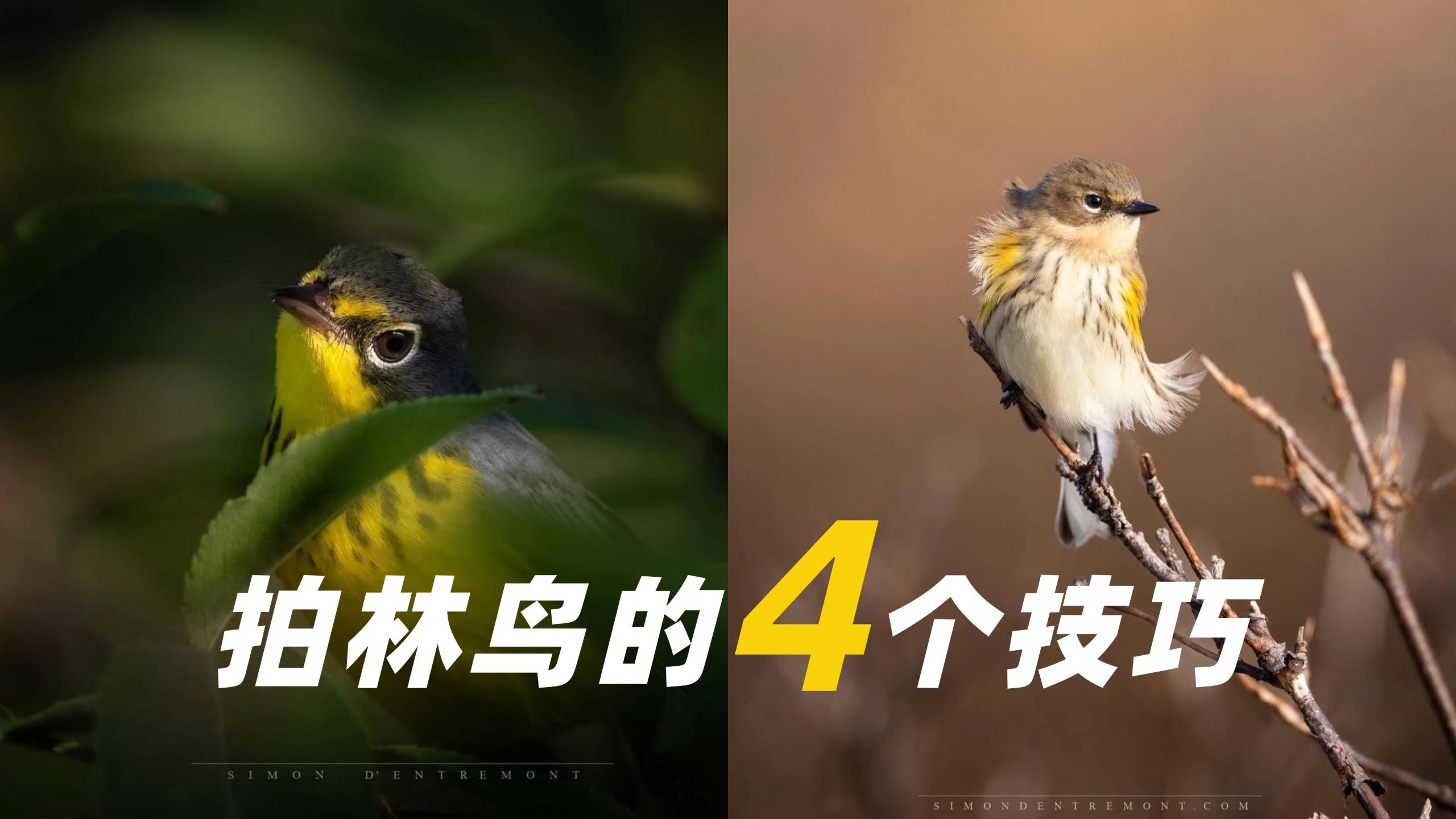 【御成phot】小鸟可爱捏！4个拍摄林鸟的好用技巧！