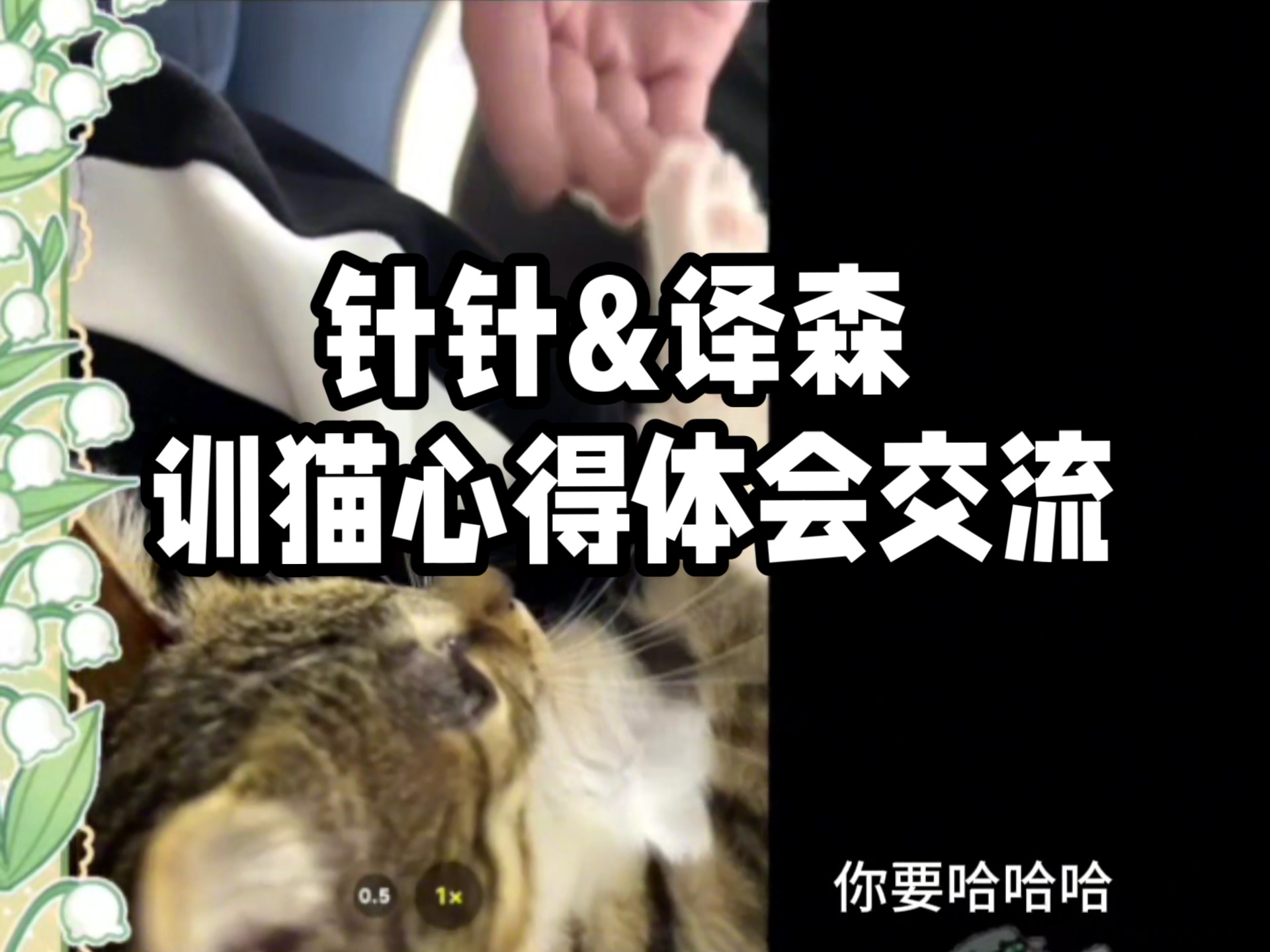 【译森/针针9】训猫大师针针9在线养猫教学，俱乐部新小猫萌爪