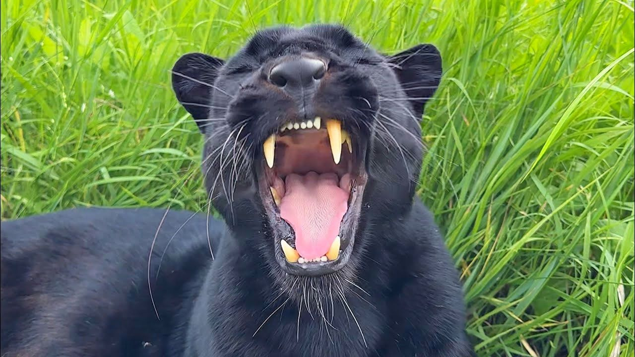 俄罗斯人给小黑豹采集鼻纹！