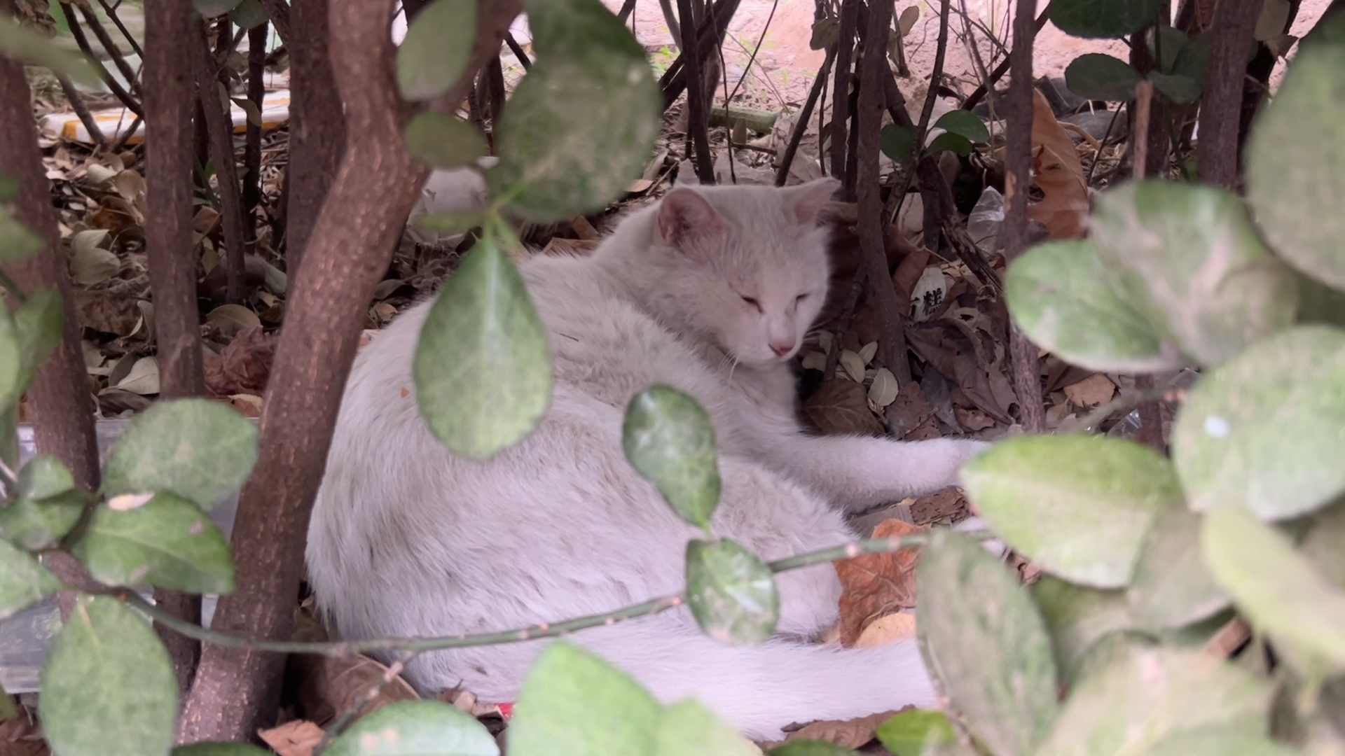 猪咪：这么早啊人，我还没醒，你先去上班吧