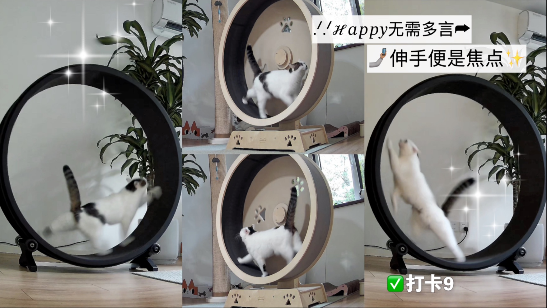 去年10月给它买了跑步机，从此每天跑到昏天黑地，它是真热爱