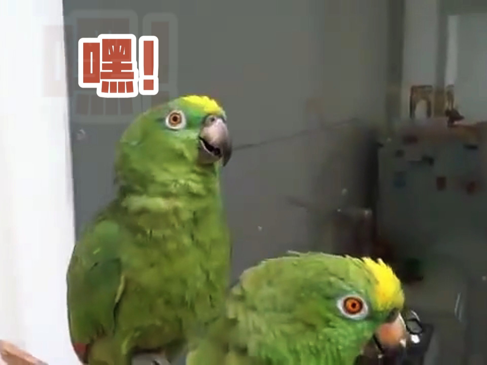 鹦鹉：我就是要杀“鹦”诛心！