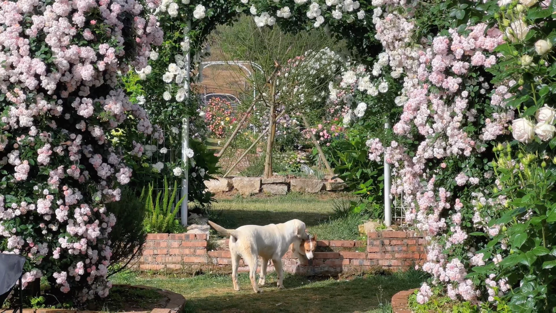 这个世界不能没有修狗