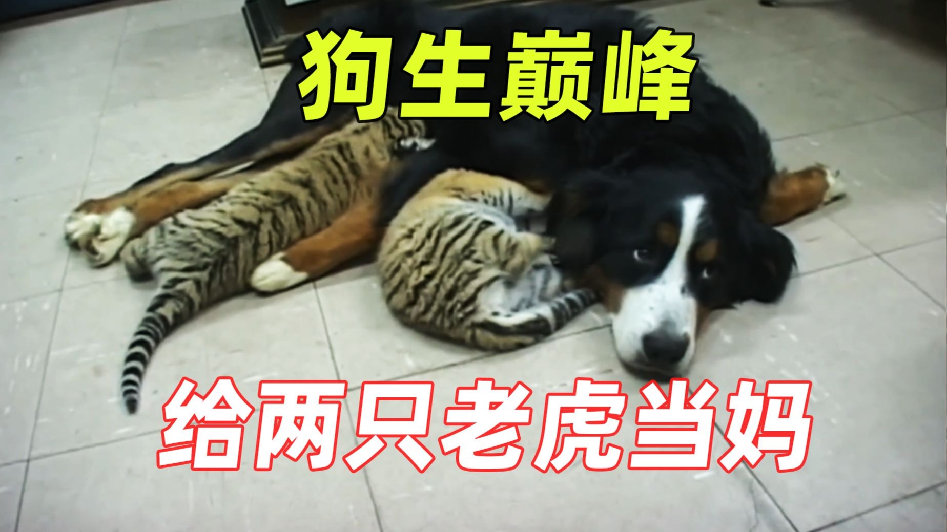 小老虎被母亲抛弃，饲养员找了条黑狗给它当妈，从此走上狗生巅峰