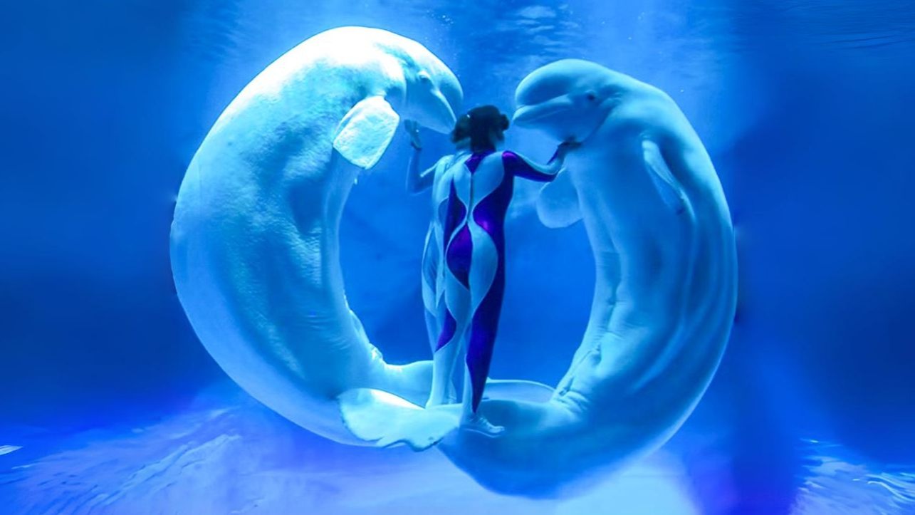 海蓝时见鲸 与你入梦